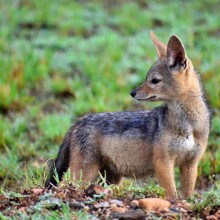 Dume Africa Trails Kenya _DSC0035 04