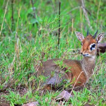 Dume Africa Trails Kenya _DSC0211 56