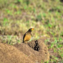 Dume Africa Trails Kenya _DSC0114 39