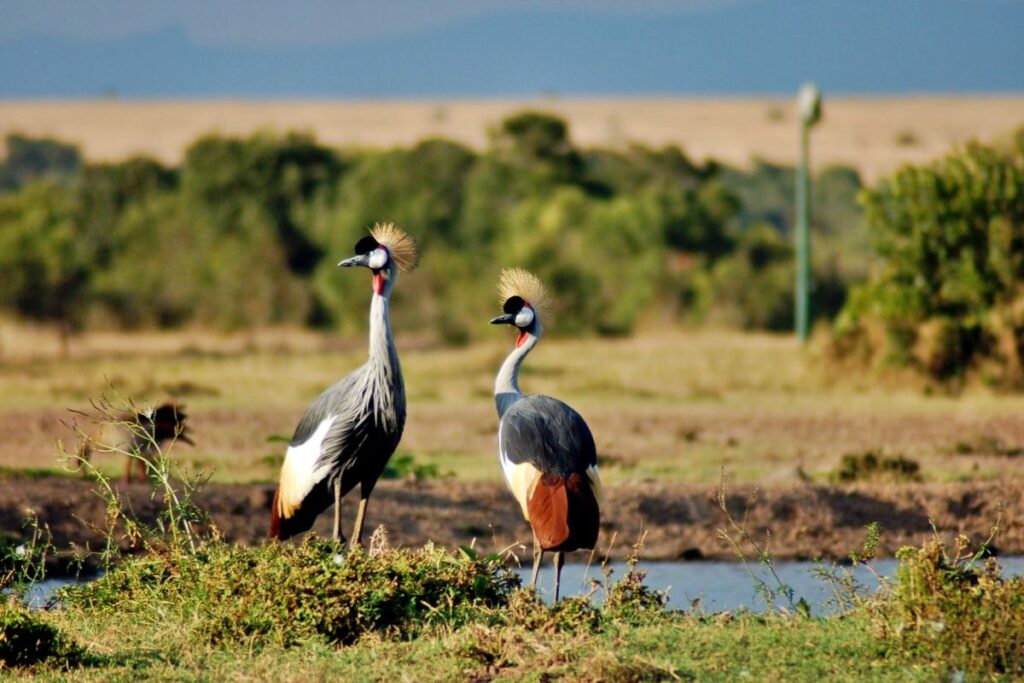Kenya Birding Safari Package – Dume Africa Trails Ltd